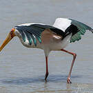 Tantale ibis