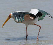 Tantale ibis