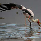 Tantale ibis