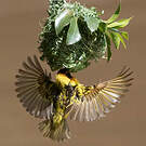 Tisserin gendarme