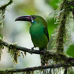 Toucanet à croupion rouge