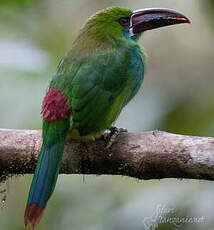 Toucanet à croupion rouge