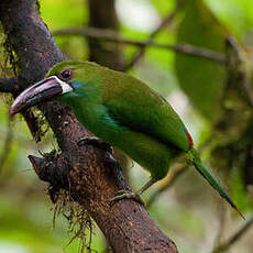 Toucanet à croupion rouge