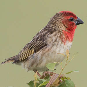 Travailleur cardinal