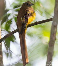 Trogon à poitrine jaune