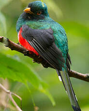 Trogon masqué