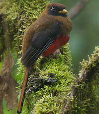 Trogon masqué