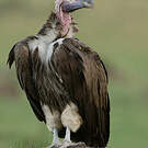 Vautour oricou