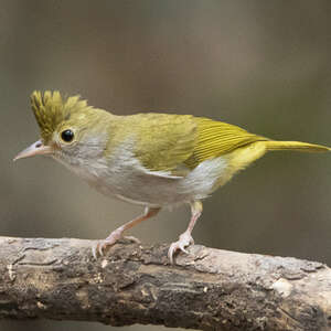 Yuhina à ventre blanc