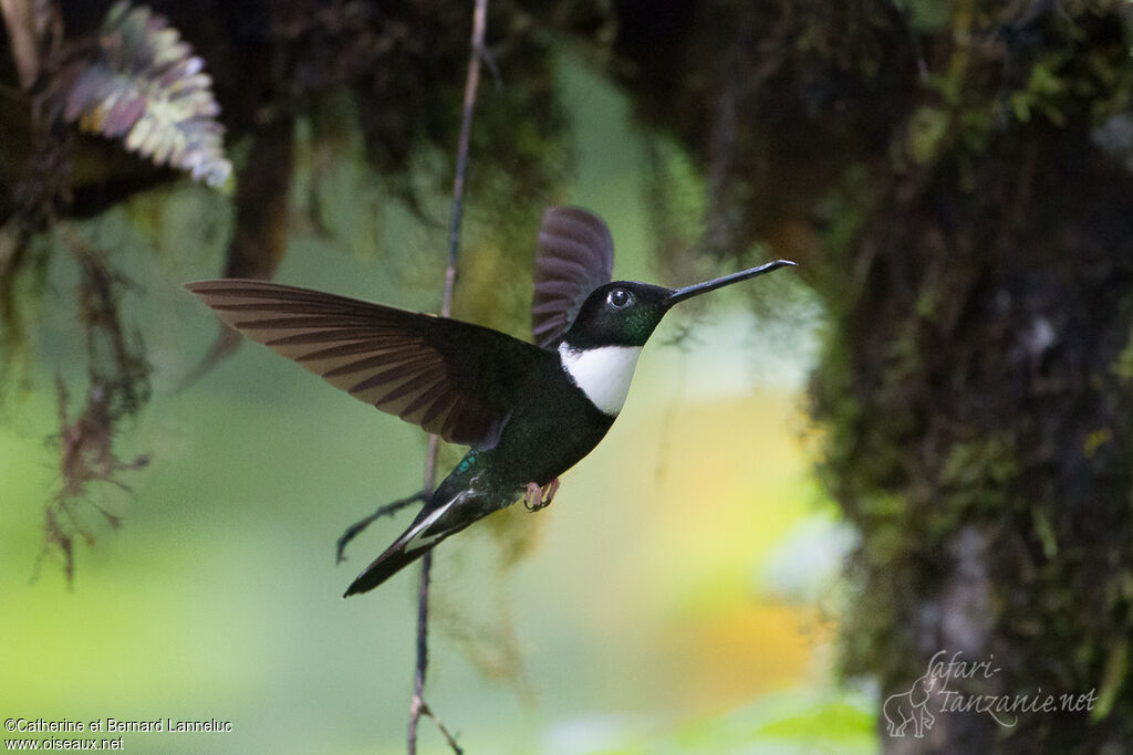 Collared Incaadult, Flight