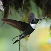 Collared Inca