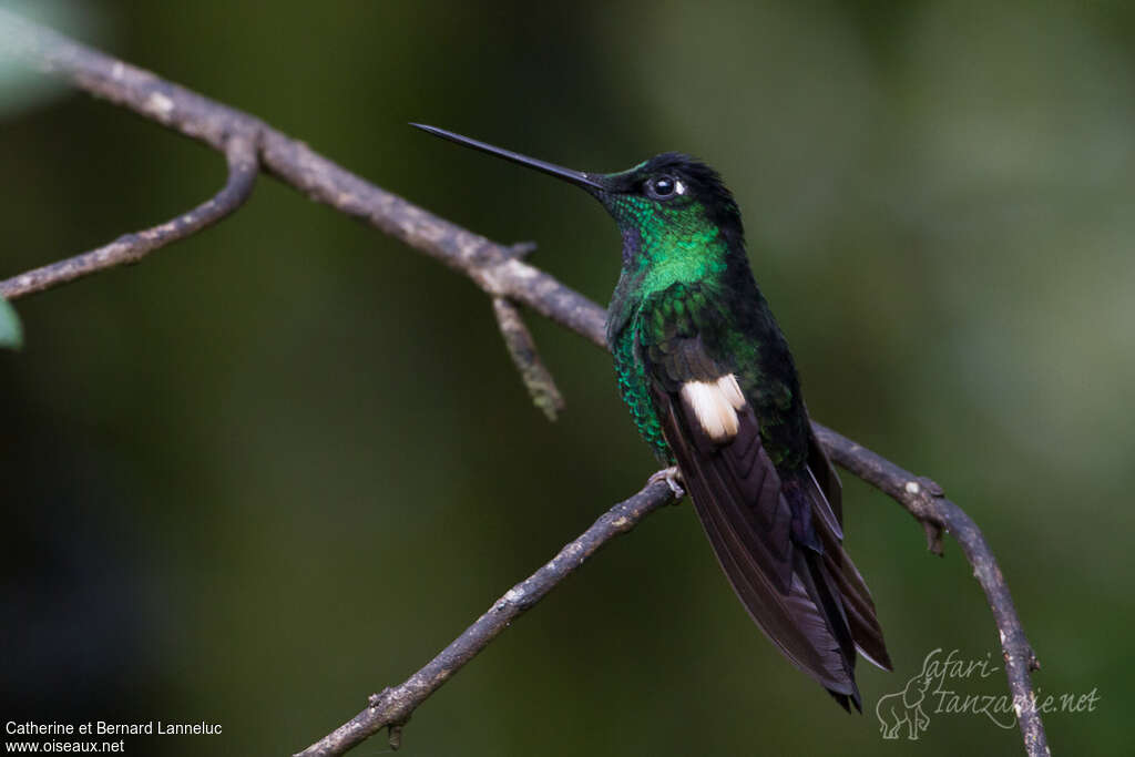 Buff-winged Starfrontlet male adult, identification