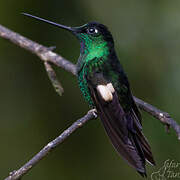 Buff-winged Starfrontlet