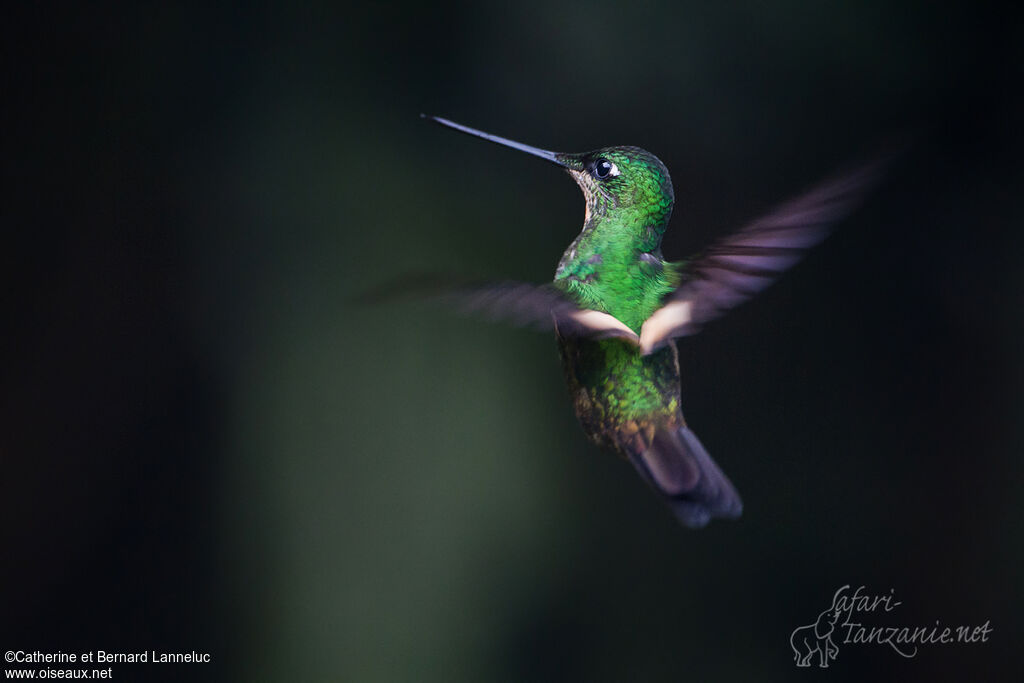 Buff-winged Starfrontlet female adult, identification