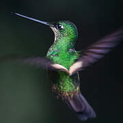 Buff-winged Starfrontlet