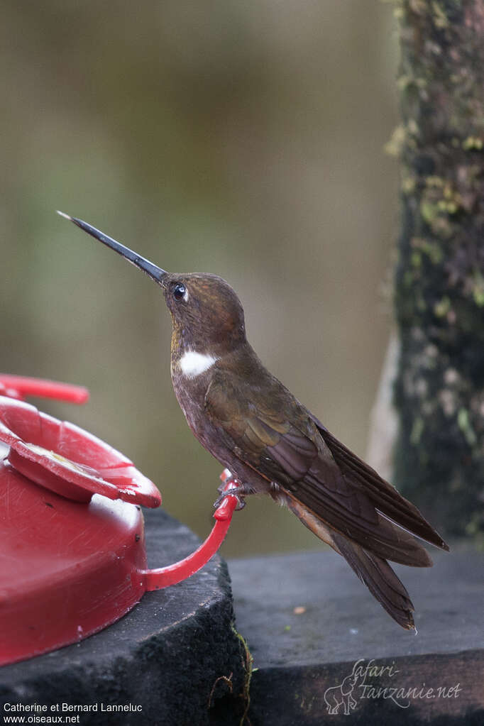 Brown Incaadult