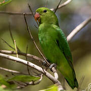 Black-winged Lovebird