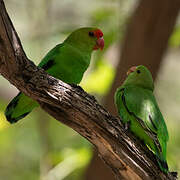 Black-winged Lovebird