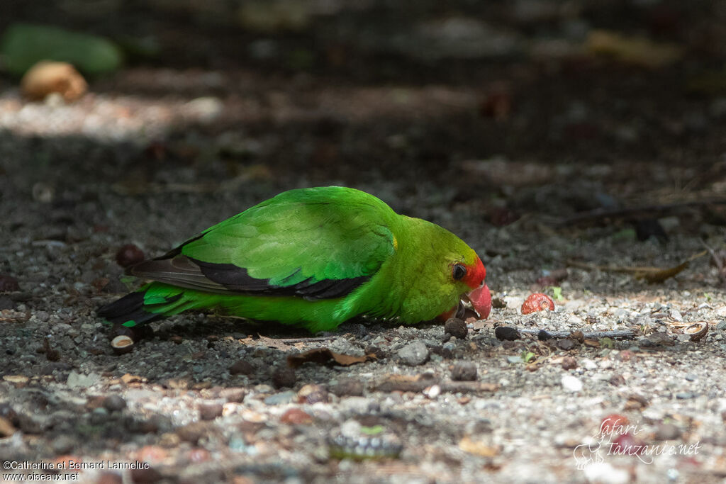 Black-winged Lovebird male, eats