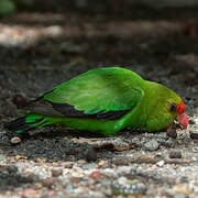 Black-winged Lovebird