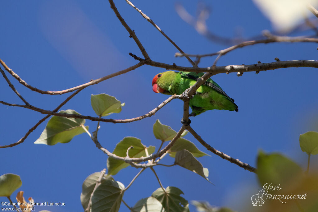 Black-winged Lovebird male adult