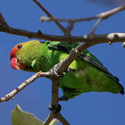 Black-winged Lovebird