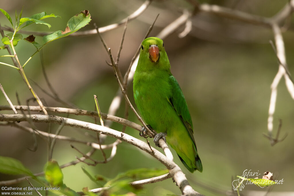 Inséparable d'Abyssinieimmature, identification