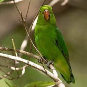 Black-winged Lovebird