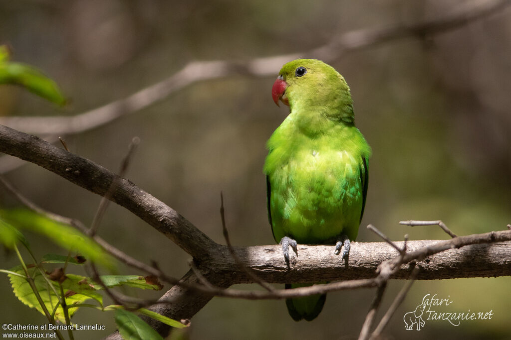 Black-winged Lovebird female adult