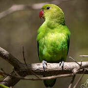 Black-winged Lovebird