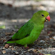 Black-winged Lovebird