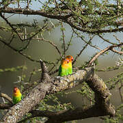 Fischer's Lovebird