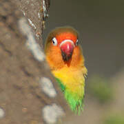 Fischer's Lovebird