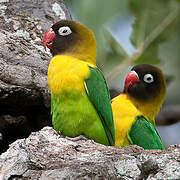 Yellow-collared Lovebird