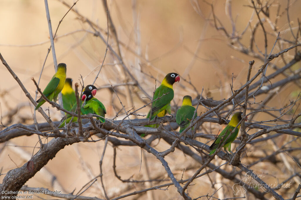 Yellow-collared Lovebird, Behaviour