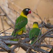 Yellow-collared Lovebird