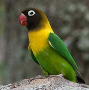 Yellow-collared Lovebird