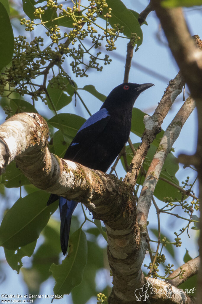 Asian Fairy-bluebird male adult, identification