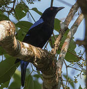 Asian Fairy-bluebird