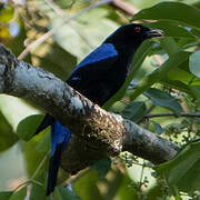 Asian Fairy-bluebird