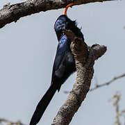 Abyssinian Scimitarbill