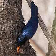 Abyssinian Scimitarbill