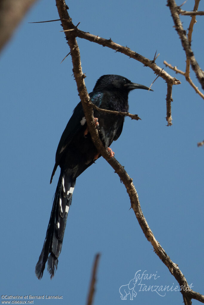 Irrisor damaraimmature, identification