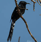 Violet Wood Hoopoe