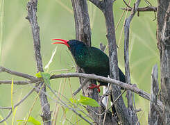 Green Wood Hoopoe