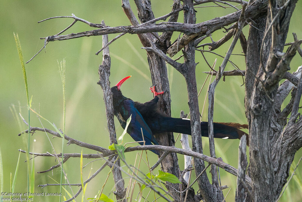 Green Wood Hoopoe