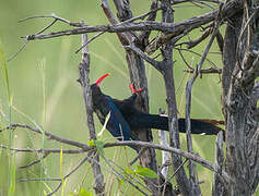 Green Wood Hoopoe