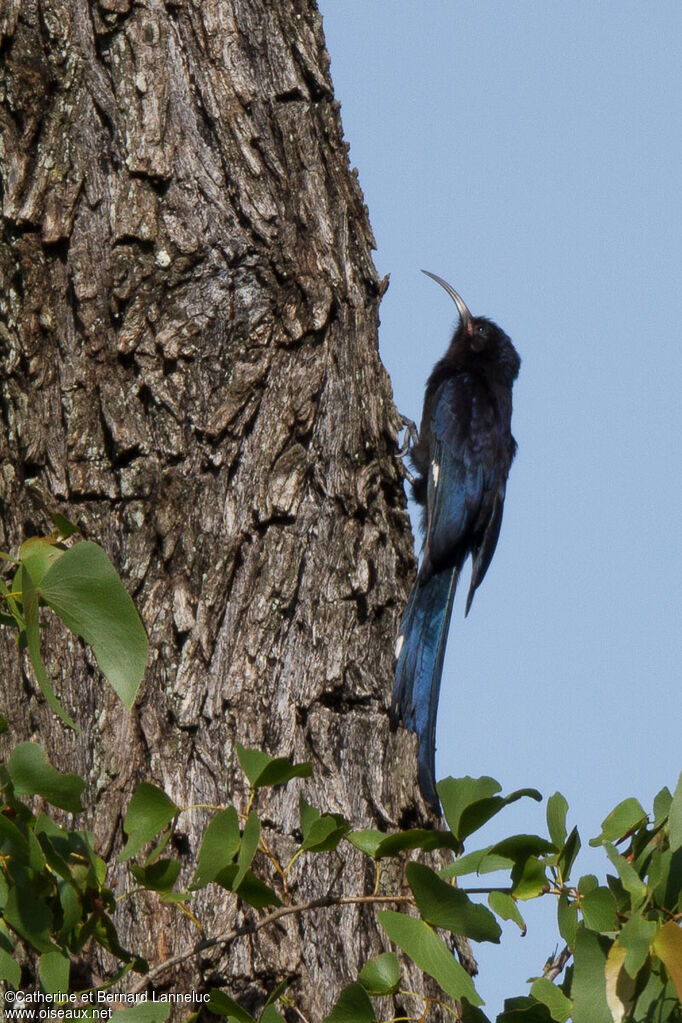 Common Scimitarbill