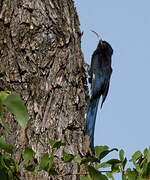 Common Scimitarbill