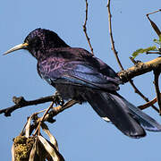 Black Scimitarbill